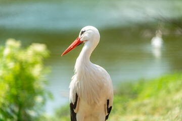 stork in the green meadow