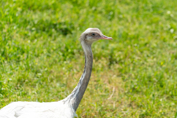 Fototapeta premium close up of a ostrich feathers in the meadow