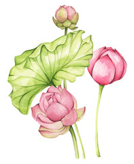 Lotus flowers. Watercolor illustration. Compositions with lotus. Chinese water lily. Design for the design of invitations, fabrics and other items.