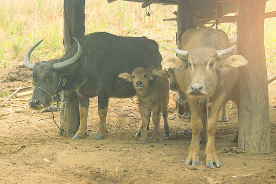 Thai baffalo mammal