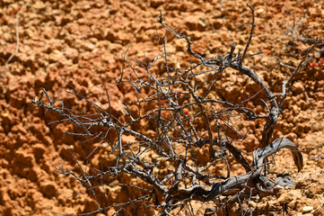A dry branch in front of dry red earth in the Algarve in Portugal.