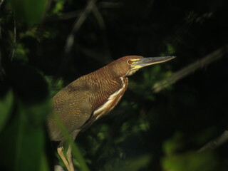 Rufescent Tiger-Heron (Tigrisoma lineatum) in north of Tocantins, Brazil