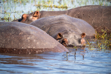 The hippopotamus, hippopotamuses or hippopotami, Hippopotamus amphibius, also shortened to hippo, at Chobe River in Botswana