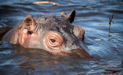 The hippopotamus, hippopotamuses or hippopotami, Hippopotamus amphibius, also shortened to hippo,...