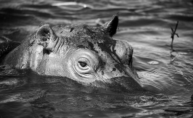 The hippopotamus, hippopotamuses or hippopotami, Hippopotamus amphibius, also shortened to hippo,...