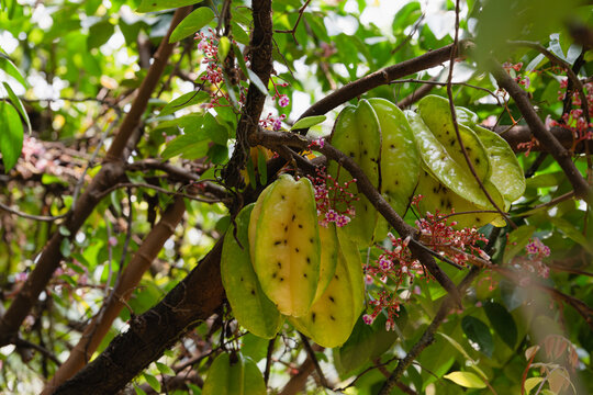 ripe starfruit (carambola) with a many black spot caused by fruit flies pests hanging from tree branches