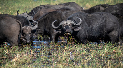 The African buffalo, Syncerus caffer, is a large sub-Saharan African bovine in the Chobe River is the northern boundary of the Chobe National Park, Botswana in Africa