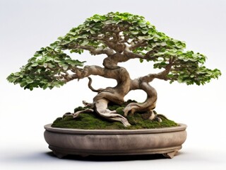 Miniature bonsai tree with a curved trunk and dense foliage in a stone pot. AI generated.