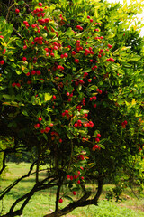 Close view of ripe and red jujube fruit on tree at harvest time