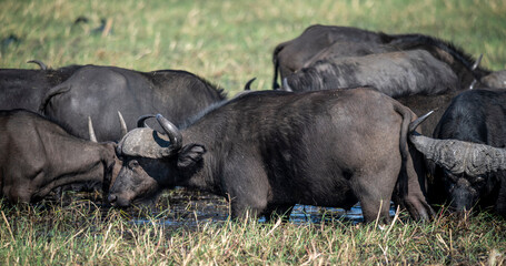 The African buffalo, Syncerus caffer, is a large sub-Saharan African bovine in the Chobe River is the northern boundary of the Chobe National Park, Botswana in Africa
