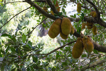 bunch of ripe jackfruit hanging on a tree branch