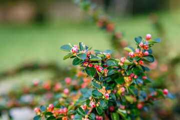 red berries on a green leafed branch