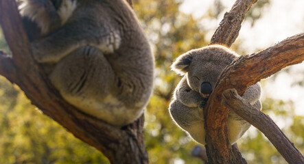 Sleepy Koalas in Morning Sun