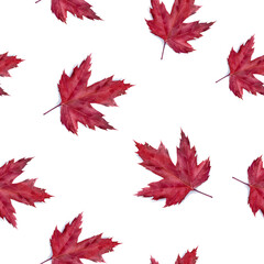 A watercolor seamless pattern featuring vibrant Red Maple Leaves beautifully arranged on a white background