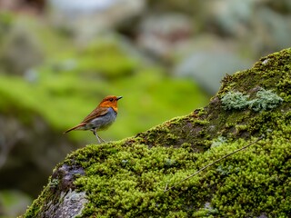 森の中の苔生した岩の上に佇むコマドリの雄