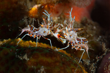A pair of Spiny tiger shrimp, Phyllognathia certophthalmus, fight for territory on the seafloor of Lembeh Strait, Indonesia. These tiny crustaceans only grow to about 2 cm in length.