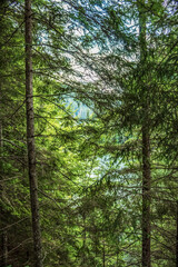 Bikaz Gorge and Lakul Roshu (Red Lake) - Eastern Carpathians - Romania - Europe