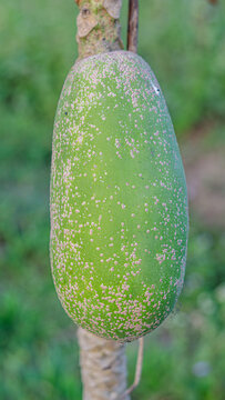 Papaya fruit with spots caused by Papaya ringspot disease is caused by a plant virus called Papaya ringspot virus - type P (PRSV-P) which belongs to the genus Potyvirus in the family Potyviridae.