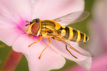 Common flower fly feeding on the pollen of a white hydrangea flower on a summer afternoon
