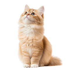 A fluffy orange cat sitting gracefully, gazing upward with curious eyes isolated on a transparent background.