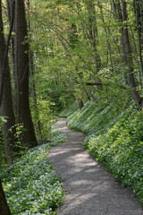 Obraz premium Bärlauch, Allium ursinum