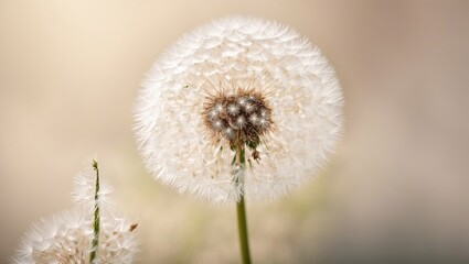 Dandelion Wishes: A soft focus captures a trio of fluffy dandelion seed heads against a blurred background, each one a delicate symbol of hope and new beginnings. 