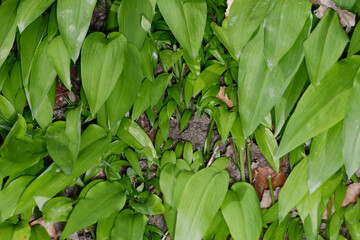 Bärlauch,  Allium ursinum