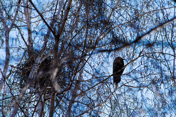 A crow sits on a tree branch near its nest against a blue sky