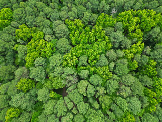 Background of green tree forest. Summer green tree in forest. Natural scenery of tropical green forest. Aerial top view forest tree. Rainforest ecosystem and healthy environment. Sustainable tourism