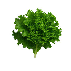 Fototapeta premium Fresh, crisp green lettuce head ready for salads and healthy meals isolated on a transparent background.