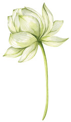 Lotus flowers. Chinese water lily. Vintage style. Watercolor illustration. Design for the design of invitations, fabrics and other items.