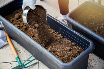 Gardener planting seedlings in fertile soil. Gardening concept