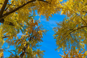 Autumn nature scene. Forest tree top. Tree top in autumn. Tree in the fall forest. Beauty of nature. Autumn background landscape. Yellow color foliage in fall forest. October season