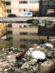 A stick is floating in a puddle of water