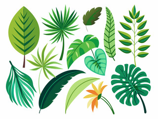 Jungle leaves. Cartoon different tropical plants. Palm, banana, monstera. Botanical green foliage elements. Summer paradise exotic leaf on white background. Vector set
