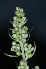 Gemeiner Beifuß,  Artemisia vulgaris L