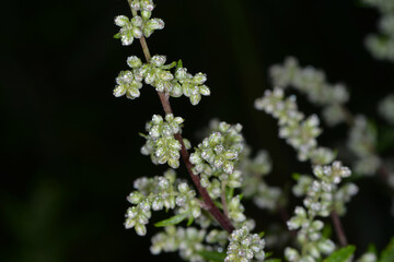 Gemeiner Beifuß,  Artemisia vulgaris L