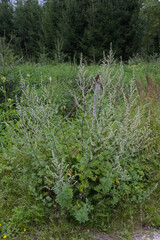 Gemeiner Beifuß,  Artemisia vulgaris L