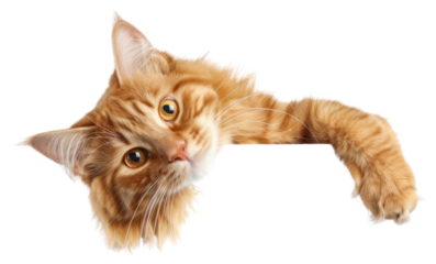 PNG Adorable ginger cat peeking playfully.