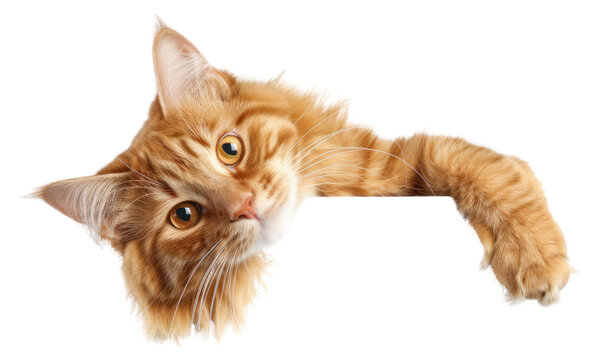 PNG Adorable ginger cat peeking playfully. - Powered by Adobe