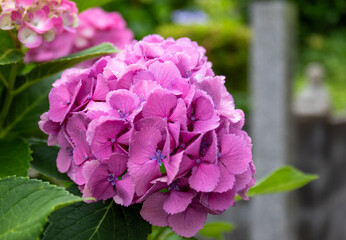 初夏の風物詩；あじさい