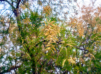 tree with flowers in the woods