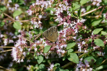 Ringlet (Aphantopus hyperantus) butterfly sitting on a pink flower in Zurich, Switzerland