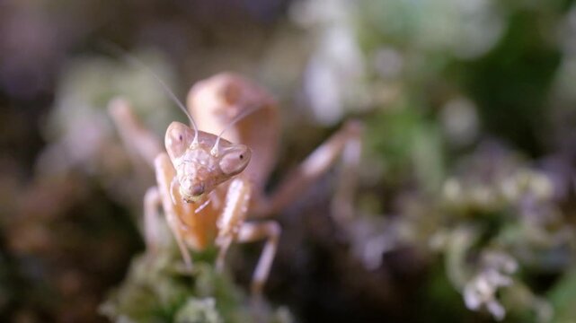 European Dwarf Mantis