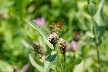 Large Skipper butterfly (Ochlodes sylvanus) perched on a plant in Zurich, Switzerland