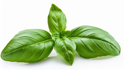 Fototapeta premium Fresh organic basil leaves isolated on white background. Perfect Basilic leaves side view..