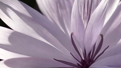 Fototapeta premium Close up to pale violet translucent petals background. Delicate flower petals. Pattern of petals. 