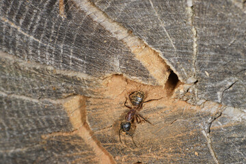 Braunschwarze Rossameise, Camponotus ligniperda