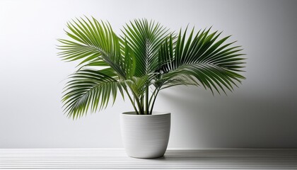 Fototapeta premium lush tropical palm in sleek minimalist white ceramic pot against crisp white background vibrant green fronds contrast with clean lines