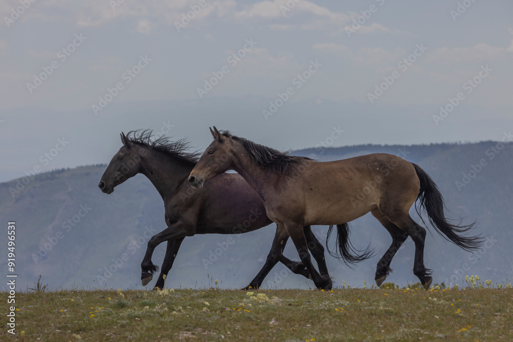 Sticker Wild Horses in Summer in the Pryor Mountains Montana